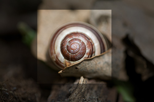 snail snail